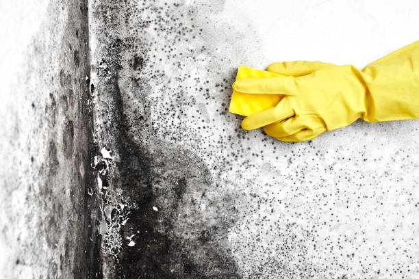 Professional Mold Remediation in Dunkirk, NY