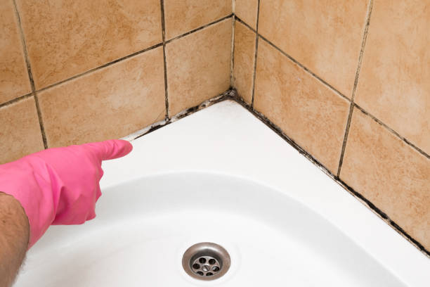 Best Post-Flood Mold Remediation in Dunkirk, NY